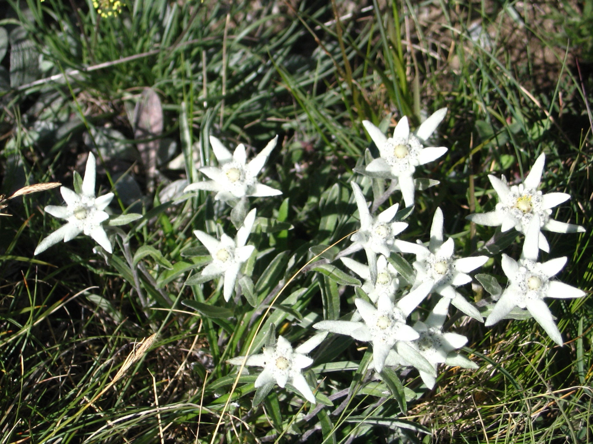 planting edelweiss seeds 500 Leontopodium alpinum Seeds