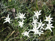 Load image into Gallery viewer, 500 Leontopodium alpinum Seeds - Edelweiss Seeds