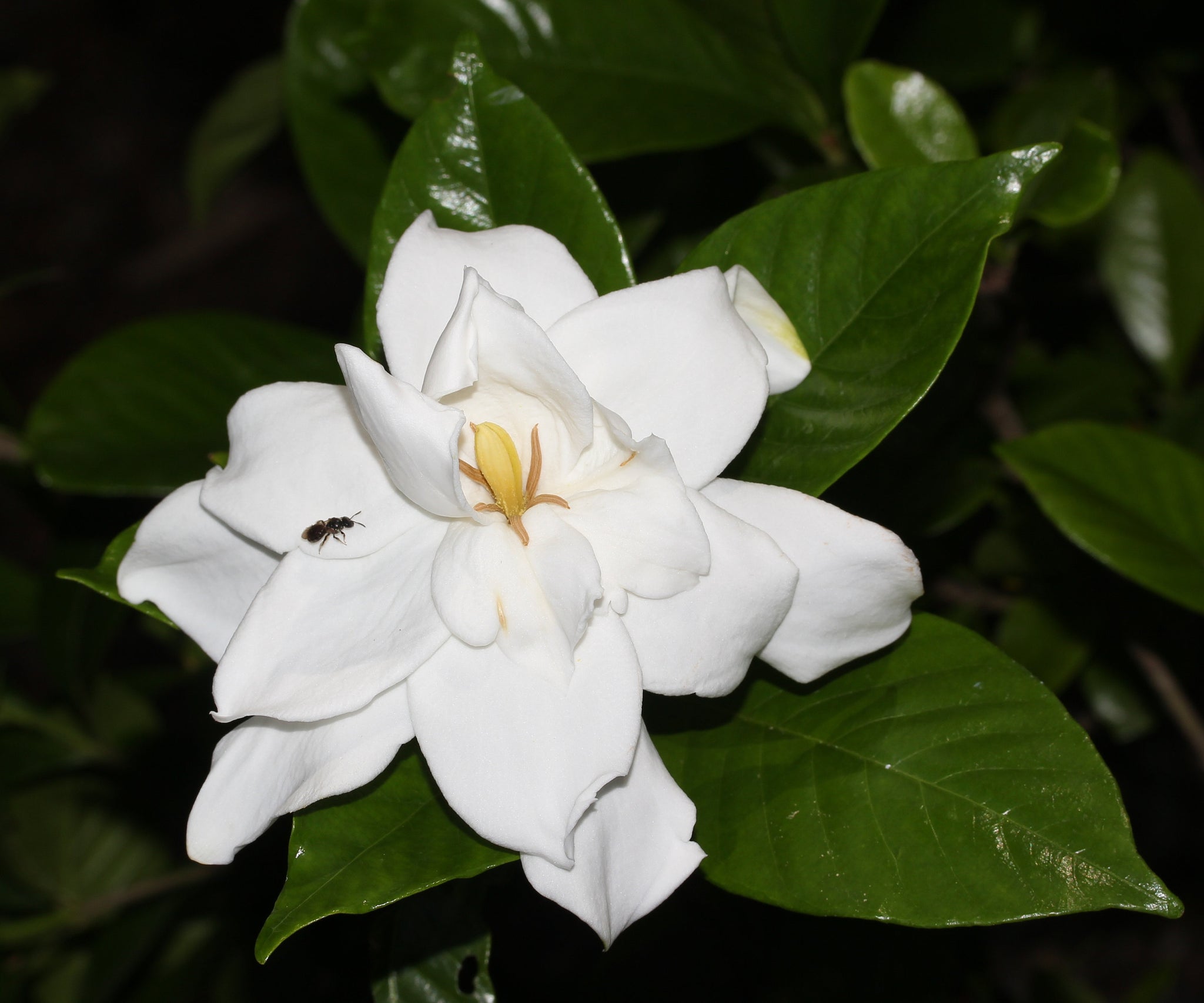 gardenia flower seeds Gardenia jasminoides Seeds - Cape Jasmine