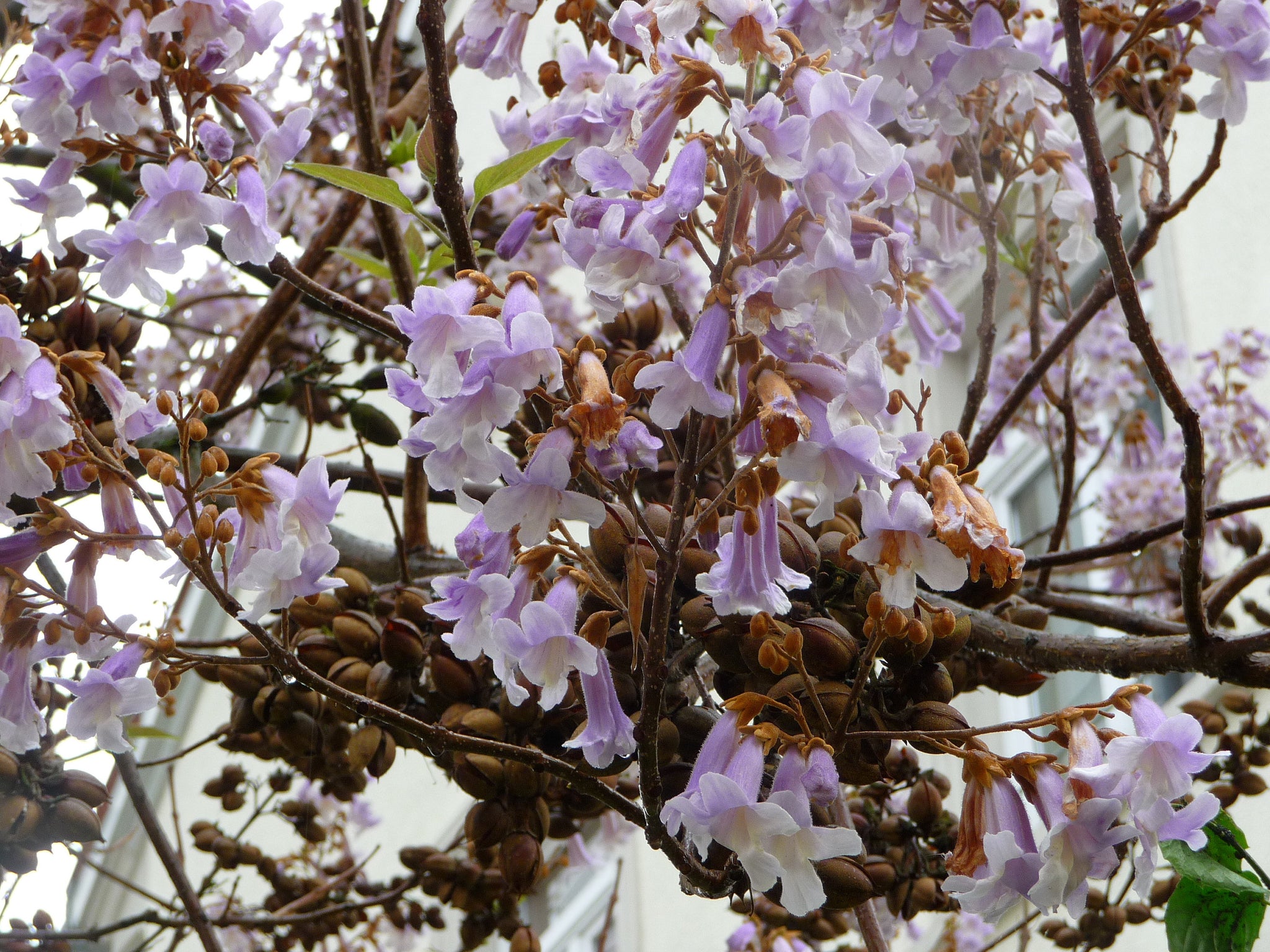 bonsai paulownia tree 400 Empress Tree Seeds