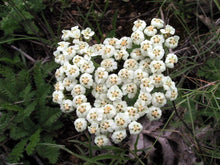 Load image into Gallery viewer, White Yarrow Seeds - Achillea millefolium