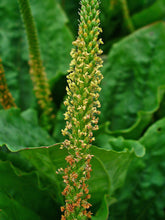 Load image into Gallery viewer, Greater Plantain Seeds - Plantago major - Broadleaf Plantain