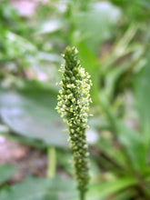 Load image into Gallery viewer, 1000 Chinese Plantain - Plantago asiatica