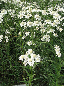 1000 Sneezewort Yarrow Seeds - Achillea ptarmica