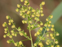 Load image into Gallery viewer, Sweet Annie Seeds - Artemisia annua - Sagewort - Wormwood