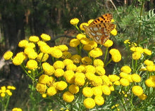 Load image into Gallery viewer, 1000 Tansy Seeds - Tanacetum vulgare - Perennial Flower Seeds