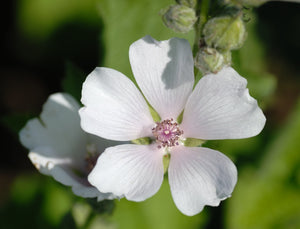 Marshmallow Plant Seeds - Althaea officinalis