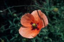 Load image into Gallery viewer, Long Pod Poppy - Papaver Dubium