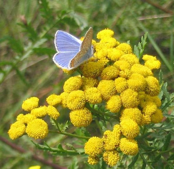 tansy flower seeds 1000 Tansy Seeds - Tanacetum vulgare