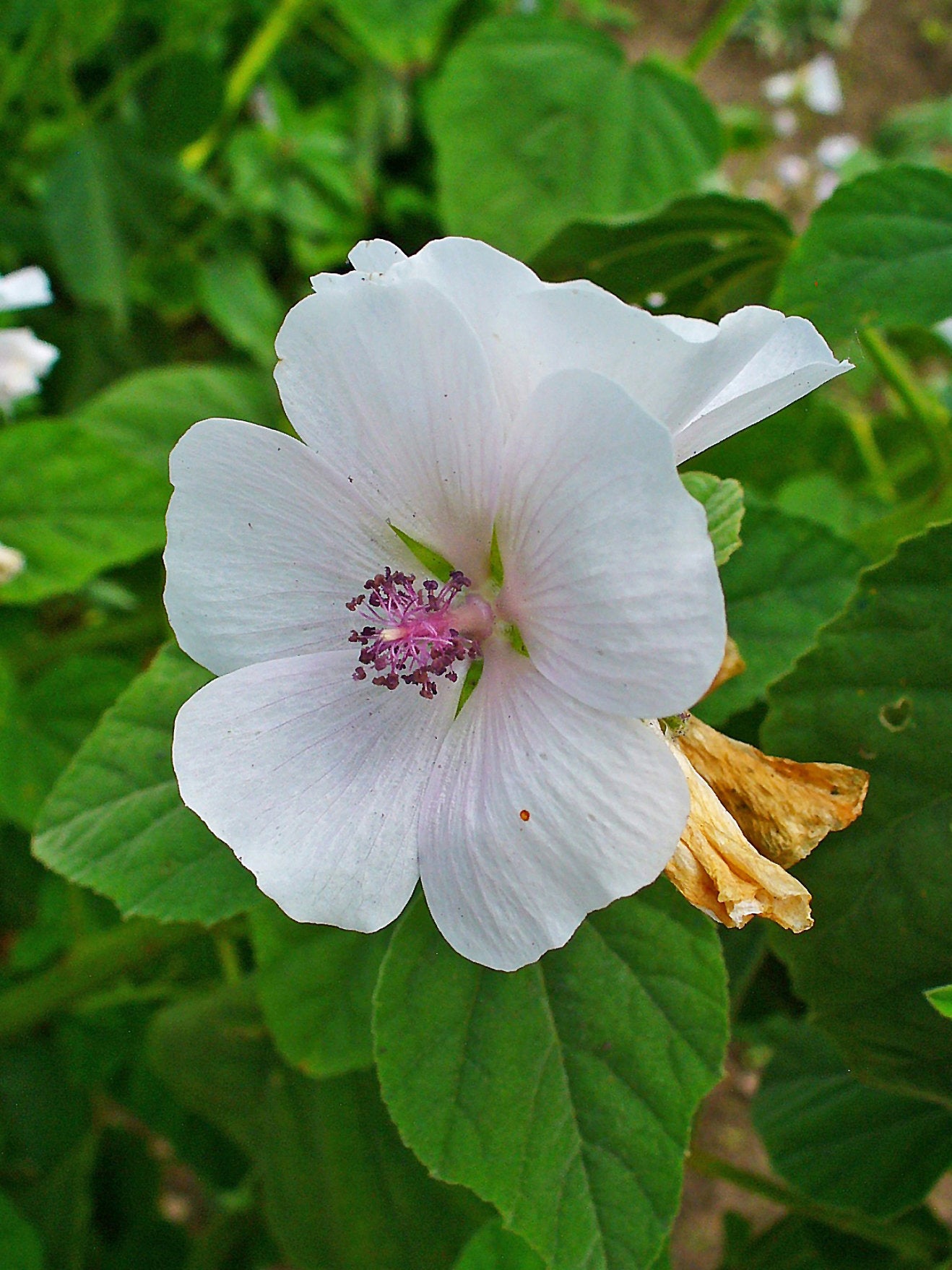marshmallow plant seeds for sale Marshmallow Plant Seeds - Althaea officinalis