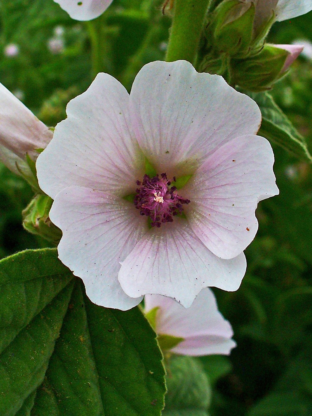 thumbnail image 2 of Black Marshmallow Plant Althaea Officinalis Malvaceae 2 of 14