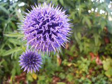 Load image into Gallery viewer, Echinops ritro Seeds - Globe Thistle