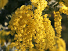 Load image into Gallery viewer, Acacia Baileyana Seeds - Golden Mimosa - Yellow Wattle Tree