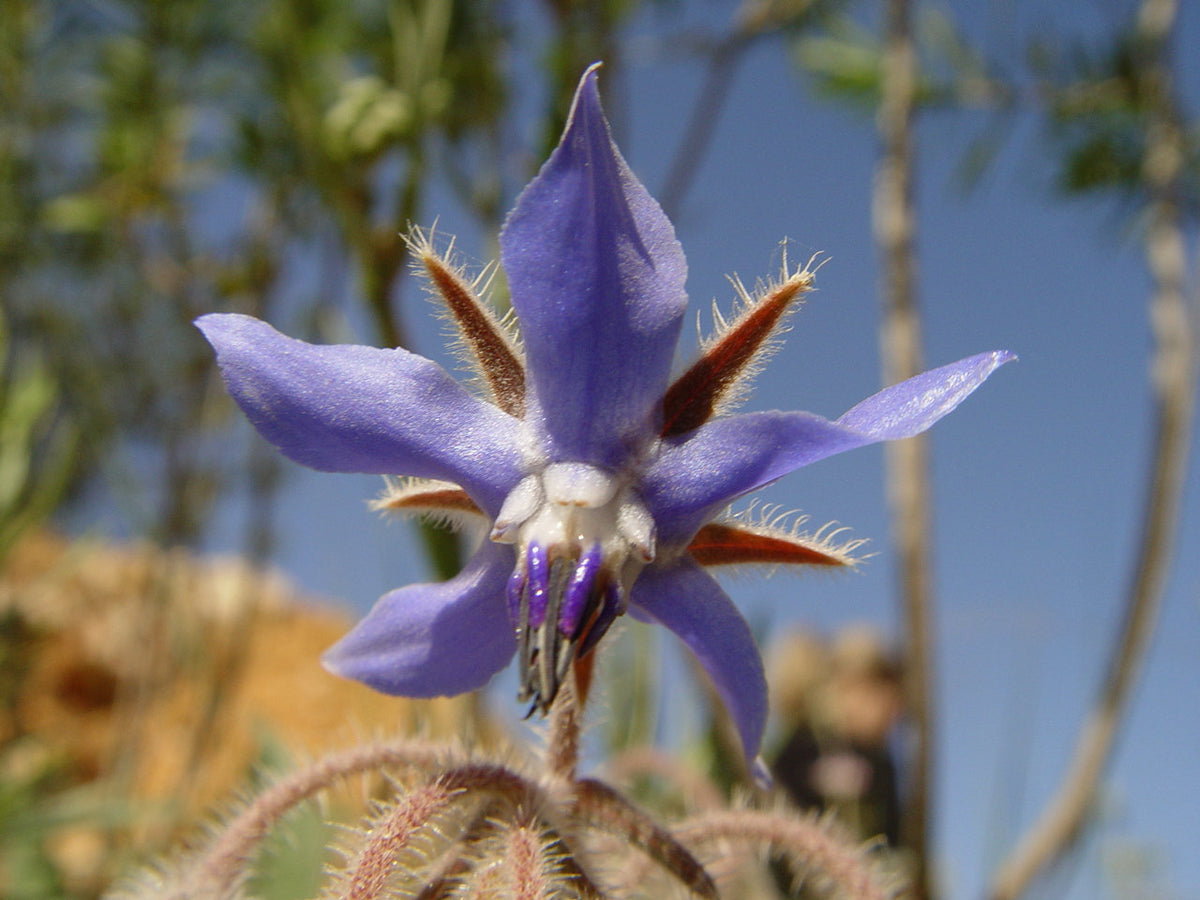 Borage Seeds - Borago officinalis seeds - Deer resistant - Flowers ...
