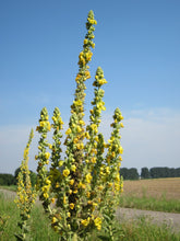 Load image into Gallery viewer, 10,000 Mullein Seeds - Verbascum thapsus