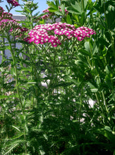 Load image into Gallery viewer, Rosy Red Yarrow Seeds - Achillea millefolium var. Rubra