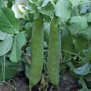 300 Green Arrow Pea Seeds