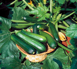 50 Black Beauty Zucchini Seeds