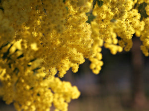 Acacia Baileyana Seeds - Golden Mimosa - Yellow Wattle Tree
