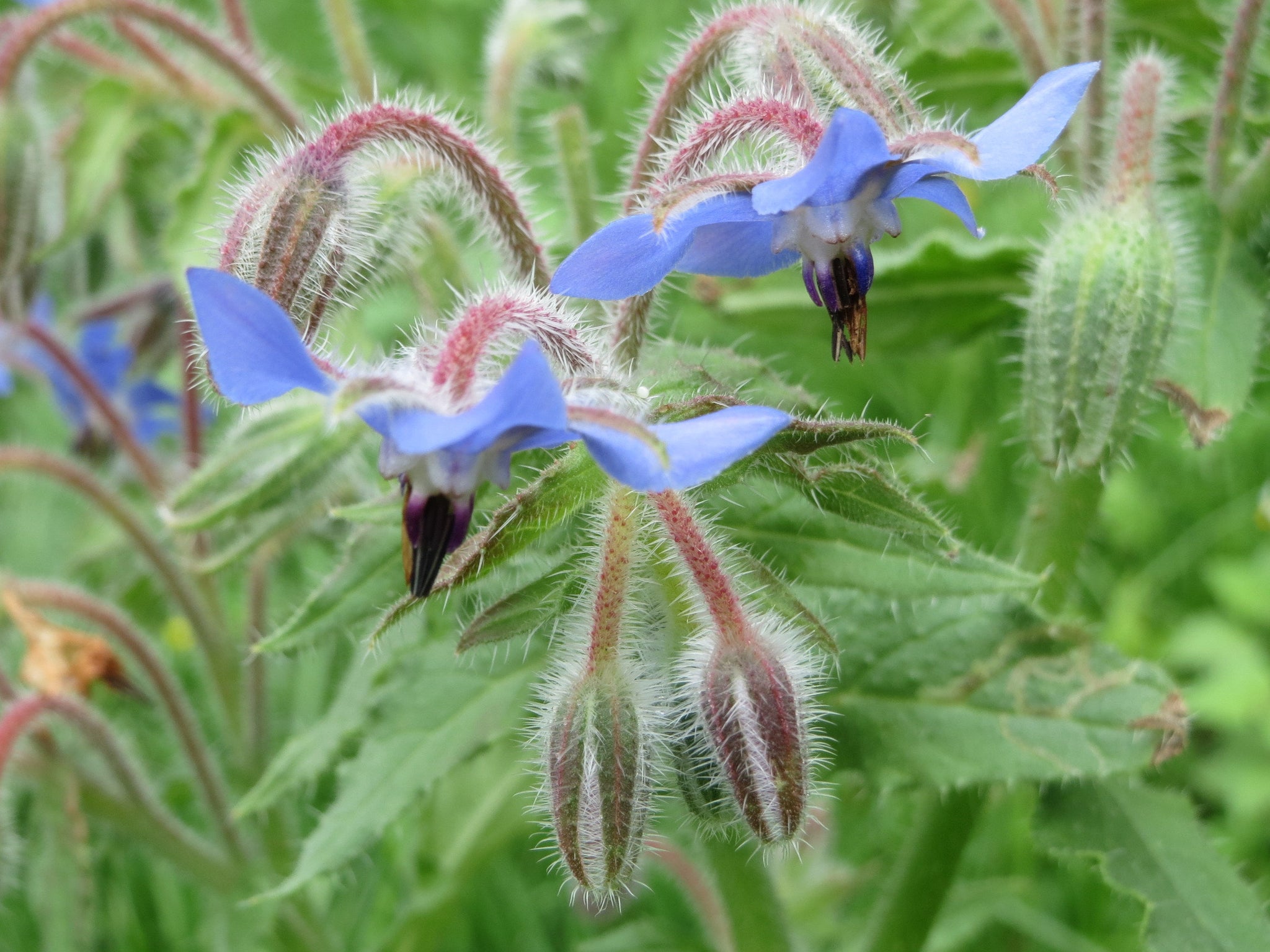 plant borage seeds Borage Seeds - Borago officinalis seeds - Deer resistant - Flowers