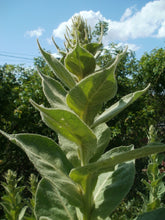 Load image into Gallery viewer, 10,000 Mullein Seeds - Verbascum thapsus