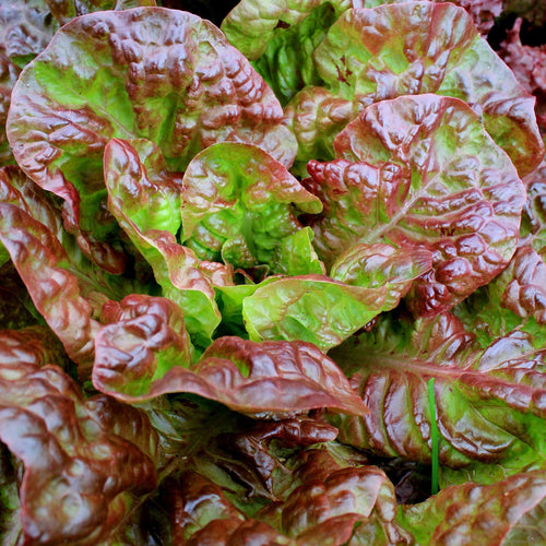 4,000 Gourmet Lettuce Seed Mix