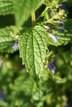 Load image into Gallery viewer, Scutellaria lateriflora seeds - Blue Skullcap - Mad Dog Skullcap - Scullcap