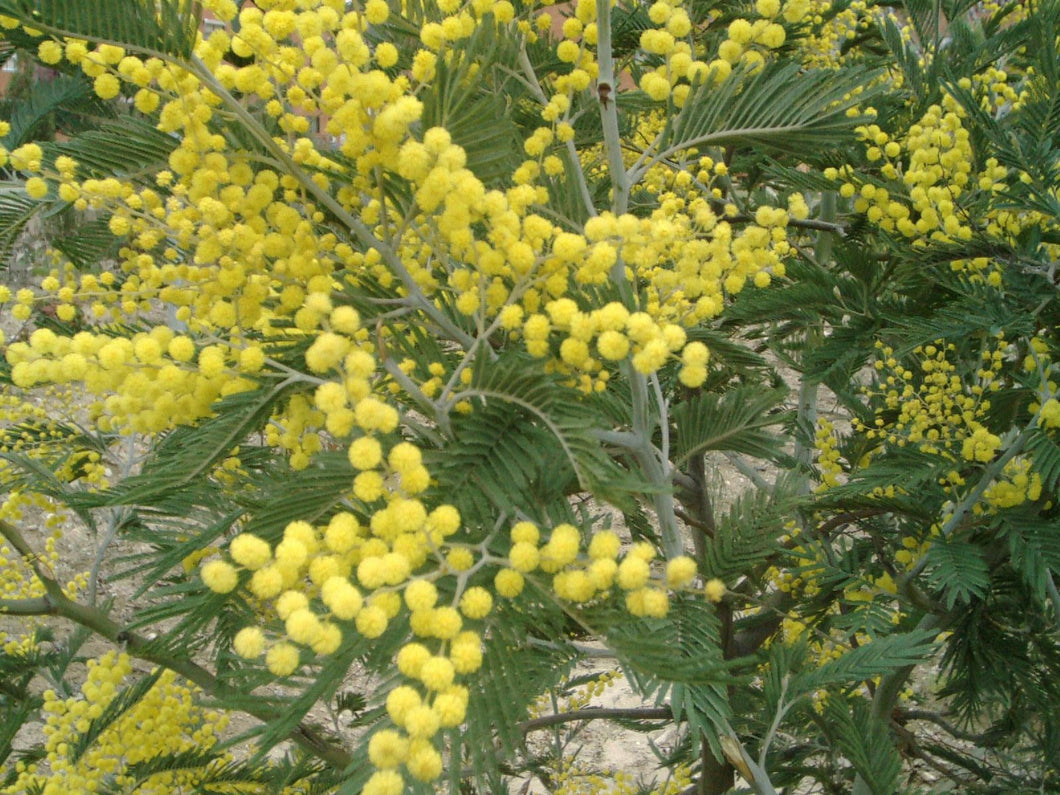 Acacia dealbata seeds - Silver Wattle Mimosa seeds