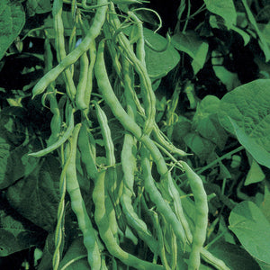 Kentucky Wonder Bush Bean