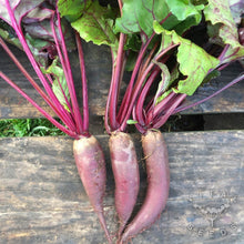 Load image into Gallery viewer, 500 Beet Cylindra Seeds