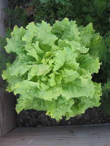4,000 Gourmet Lettuce Seed Mix