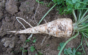 Parsley Hamburg Rooted Seeds