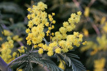 Load image into Gallery viewer, Acacia dealbata seeds - Silver Wattle Mimosa seeds