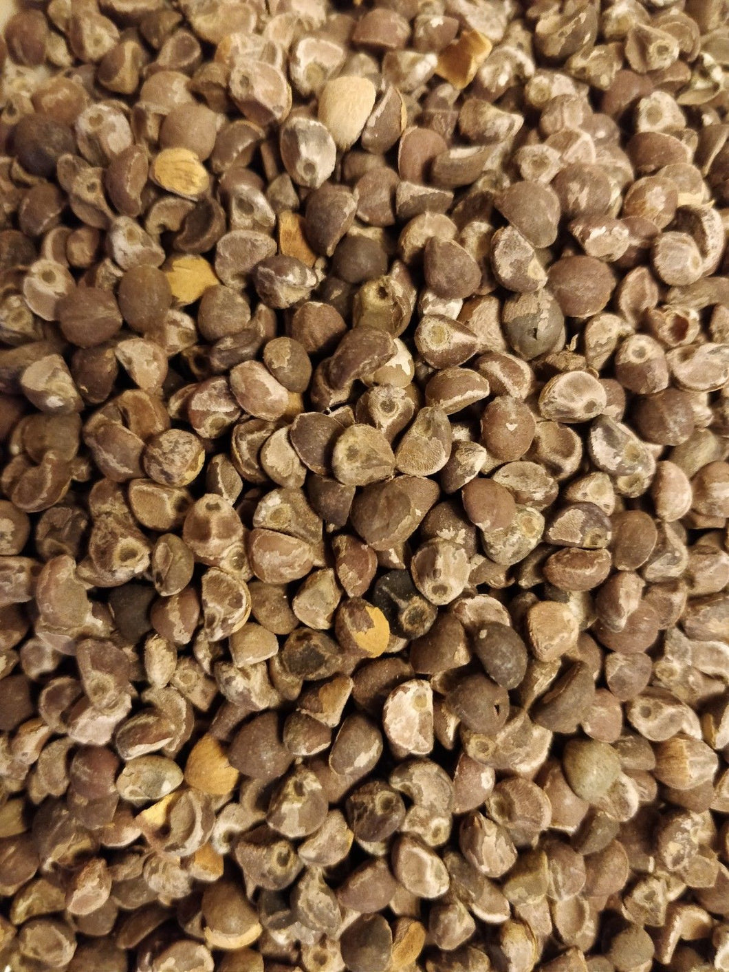 100% Organic Hawaiian Baby Woodrose Seeds (HBWR) | O'Neill Seeds