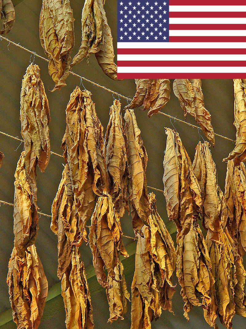 Tennessee Red Leaf Tobacco Seeds