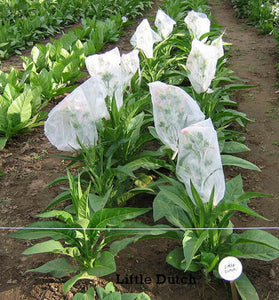 Pipe Blend Tobacco Seed Multipack - 3 Pipe Strains