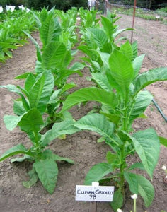 Light Cig Blend Tobacco Seed Multipack - 6000+ seeds from 3 Light Cig Strains!