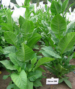 Light Cig Blend Tobacco Seed Multipack - 6000+ seeds from 3 Light Cig Strains!