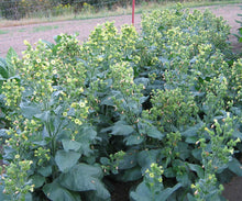 Load image into Gallery viewer, Sacred Wyandot Rustica Tobacco Seeds