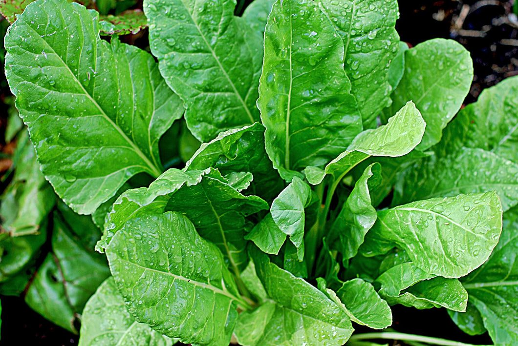 200 Bloomsdale Spinach Seeds